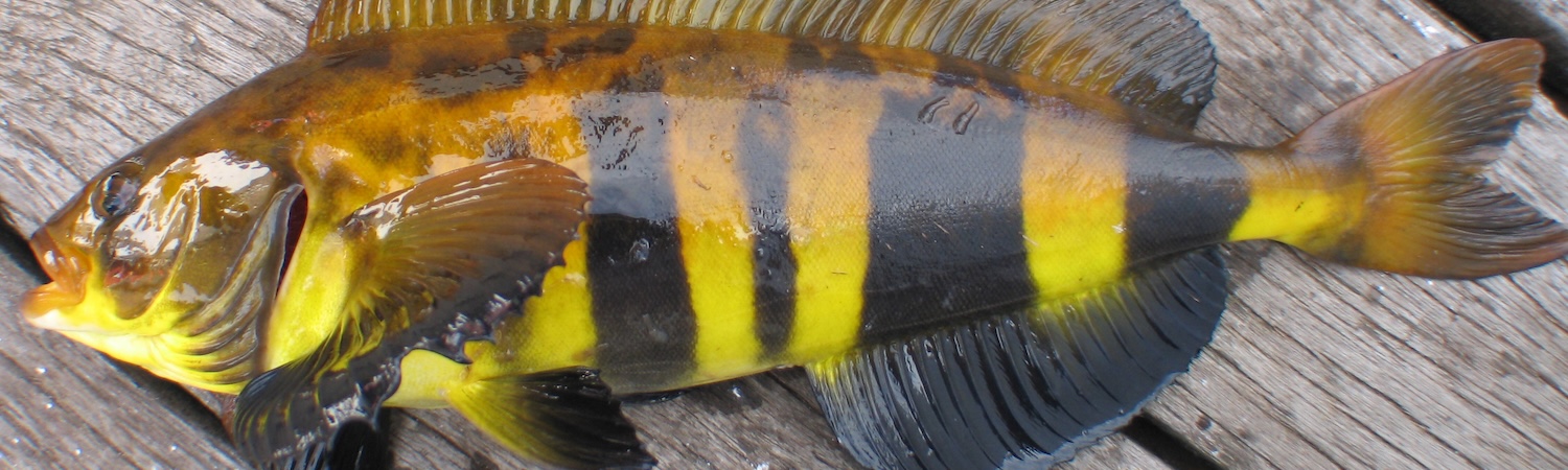 Male mackerel fish on dock