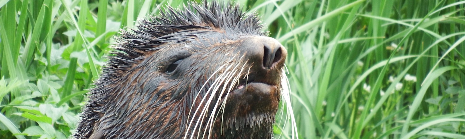 Sea lion sun bathing on a grassy beach