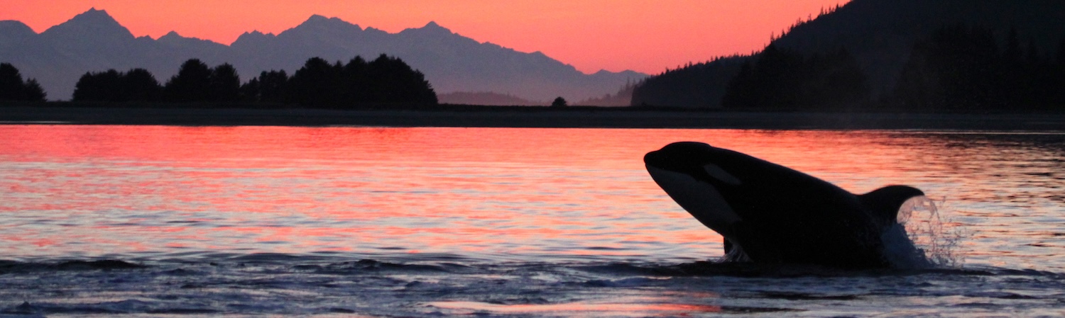 A killer whale breeches with a deep sunset behind