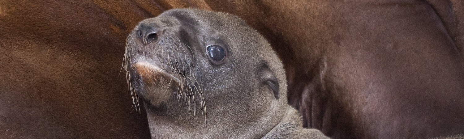 A Sea Lion pup rests against its mother