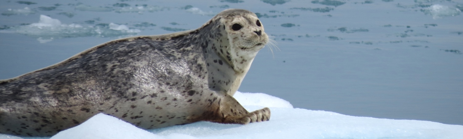 A spotted seal rests floating sea ice
