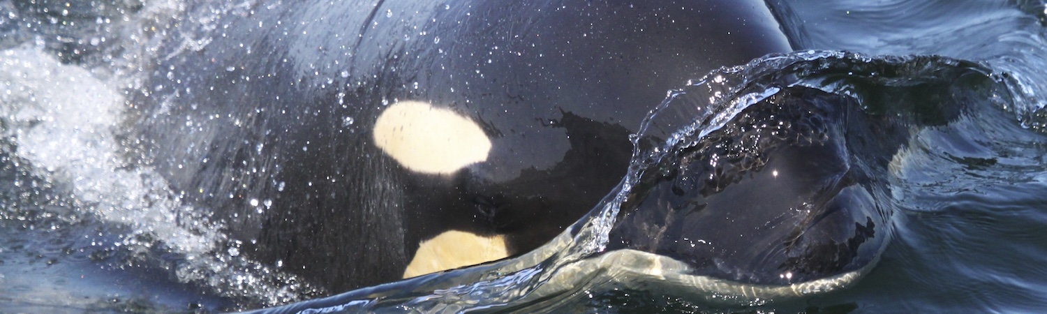 A killer whales slides nose first through the surface of the water