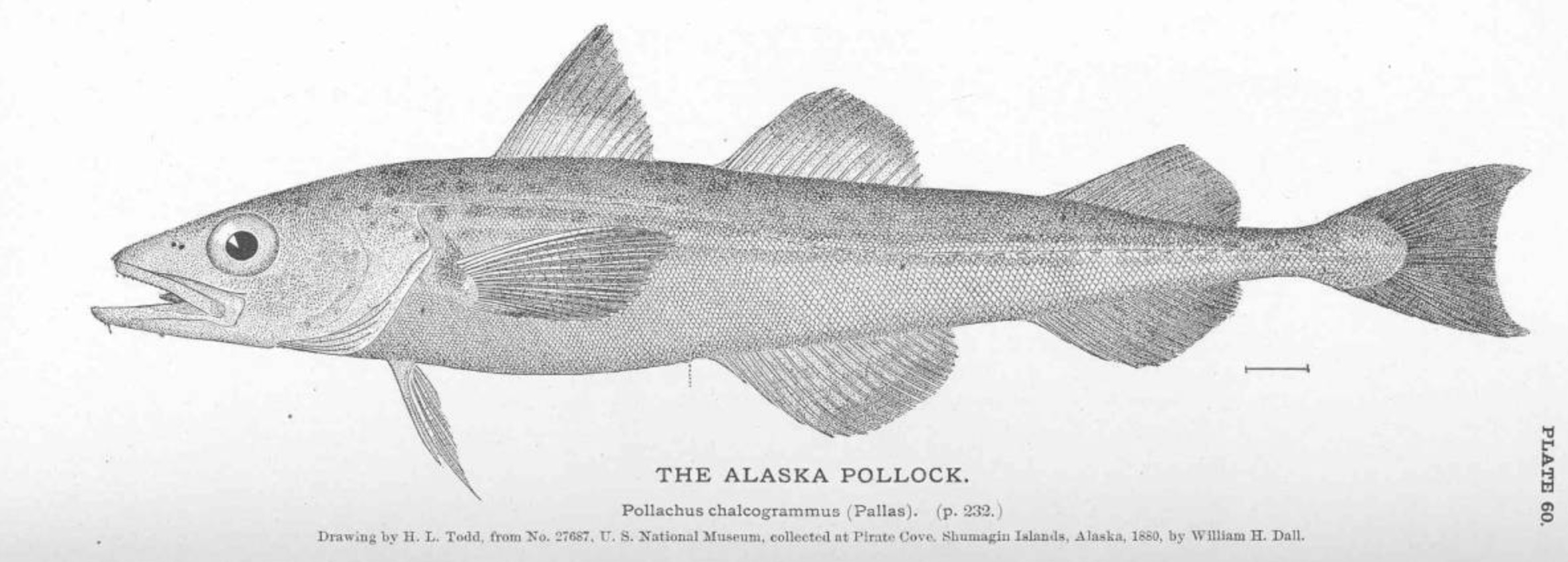 Pollock Drawing of a pollock fish