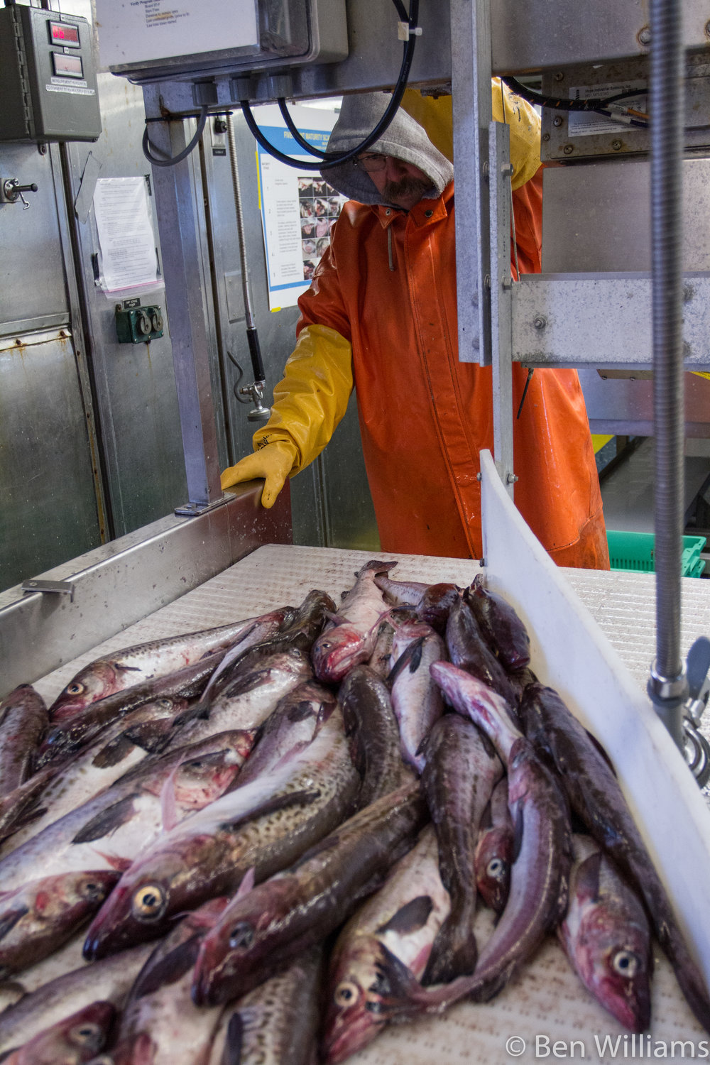 Pollock on conveyor trays Photo of pollock on conveyor trays