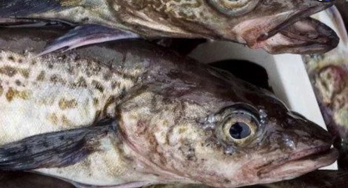 Pollock heads Closeup view of pollock fish heads