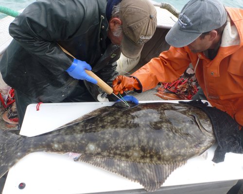 halibut