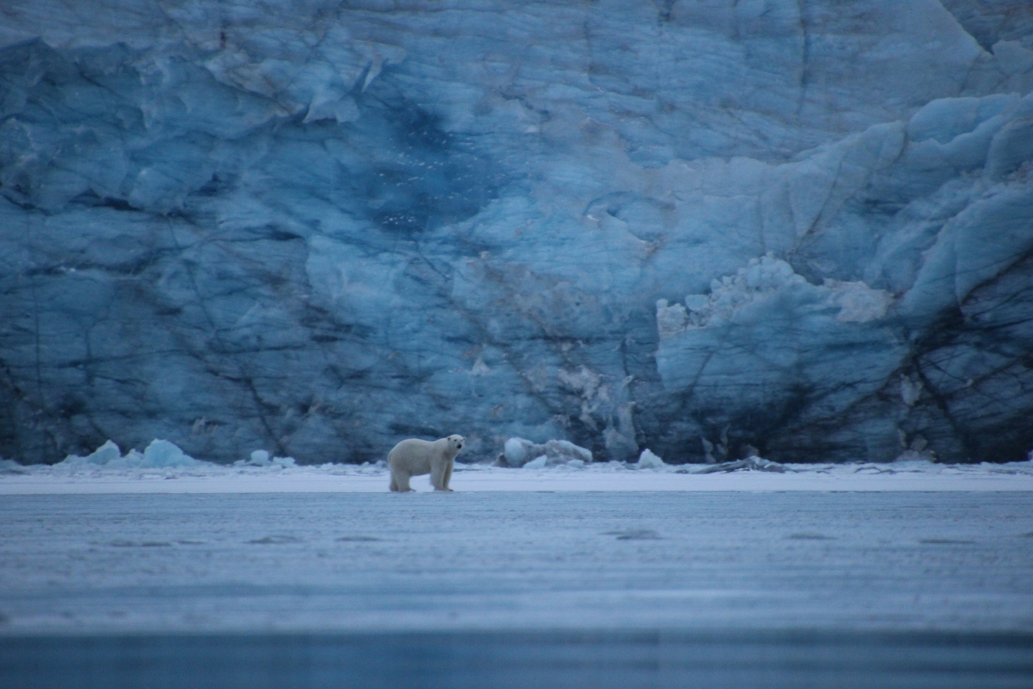 Polar bear on shore. Photo by Daryl Farmer