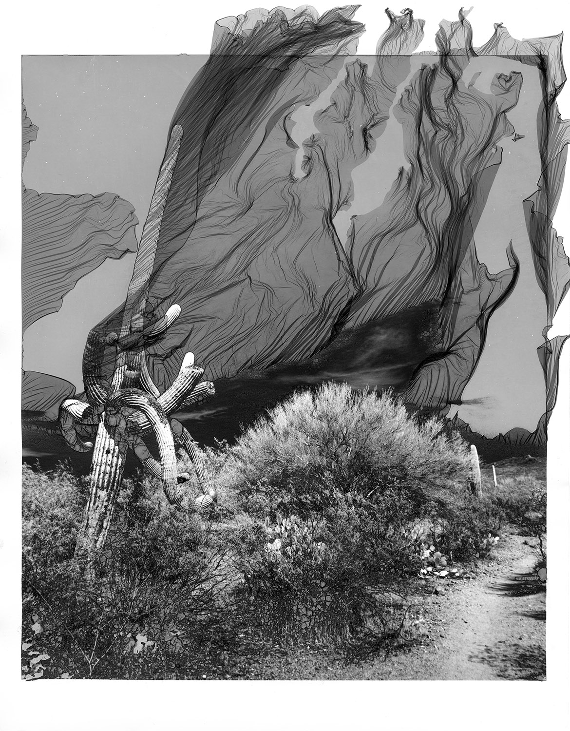 Black and white mordançage image of a saguaro in a desert landscpae by J. Jason Lazarus