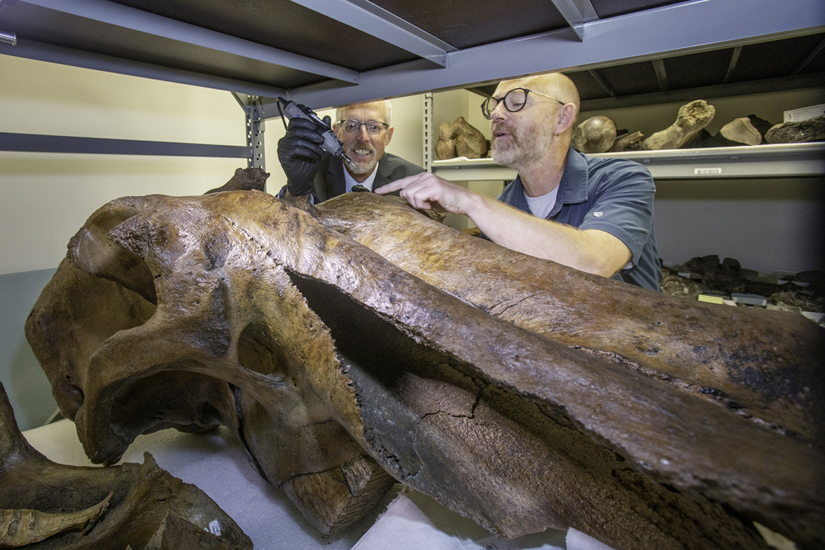 UAF Chancellor Dan White pretends to take a sample from a mammoth skull with the help of Matthew Wooller to promote the Adopt a Mammoth Program at the Museum of the North on the UAF campus Friday, August 5, 2022. UAF photo by Eric Engman