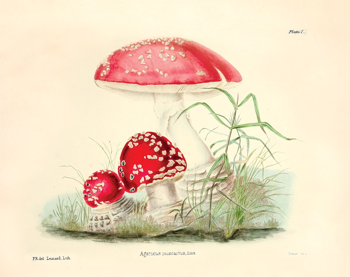 Illustration of Amanita muscaria by Frances Reed, from 'Illustrations of British Mycology'