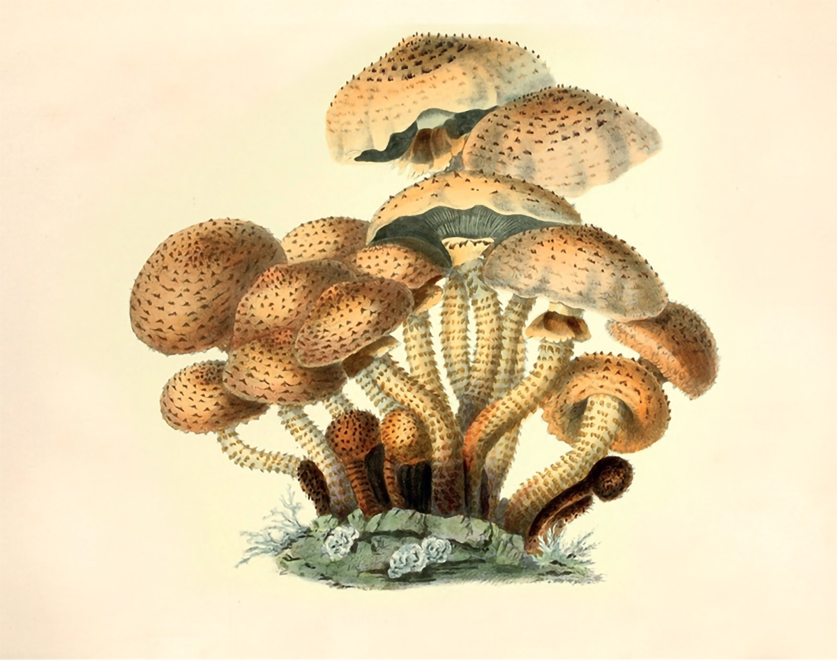 Illustration of Pholiota squarrosa by Anna Maria Hussey, from 'Illustrations of British Mycology'