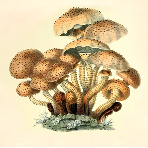 Illustration of Pholiota squarrosa by Anna Maria Hussey, published in 'Illustrations of British Mycology', 1847-55