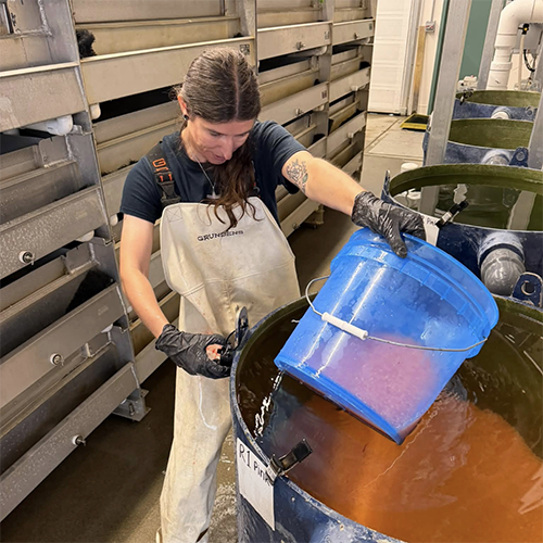 Taran Christen adds pink salmon eggs to an incubator. Photo credit: Haley Jenkins, Hatchery Manager