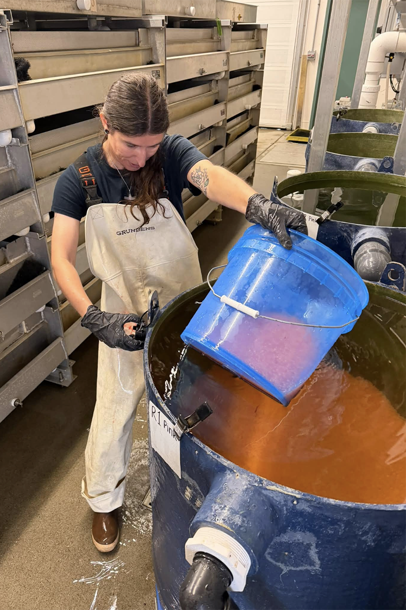 Taran Christen adds pink salmon eggs to an incubator. 
