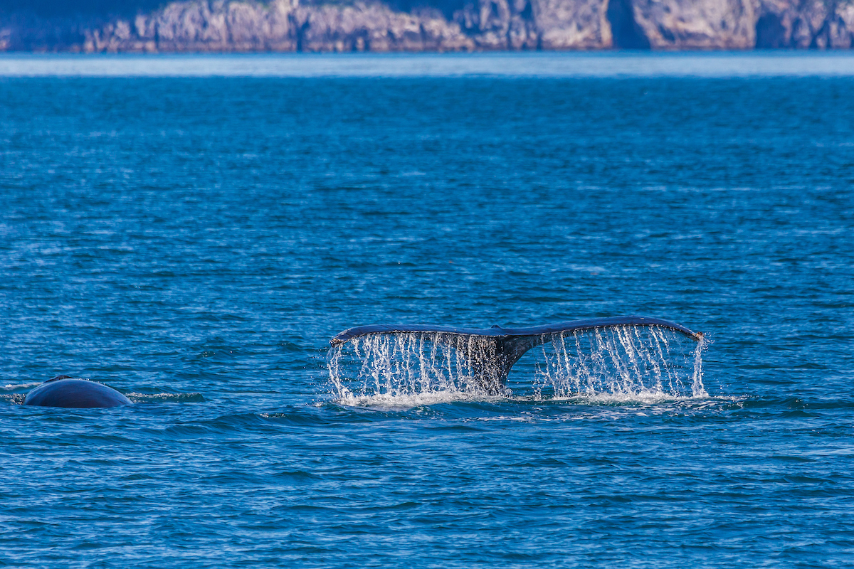 A humpback whale displays its distinctive tail as it dives in Resurrection Bay near Seward. UAF Photo by Todd Paris