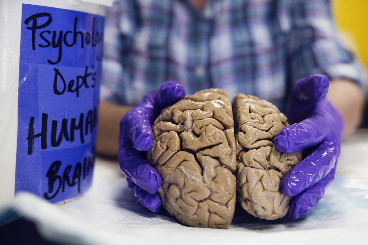 Up close photo of a human brain specimen presented by the psychology department for the We Are CLA recruiting event