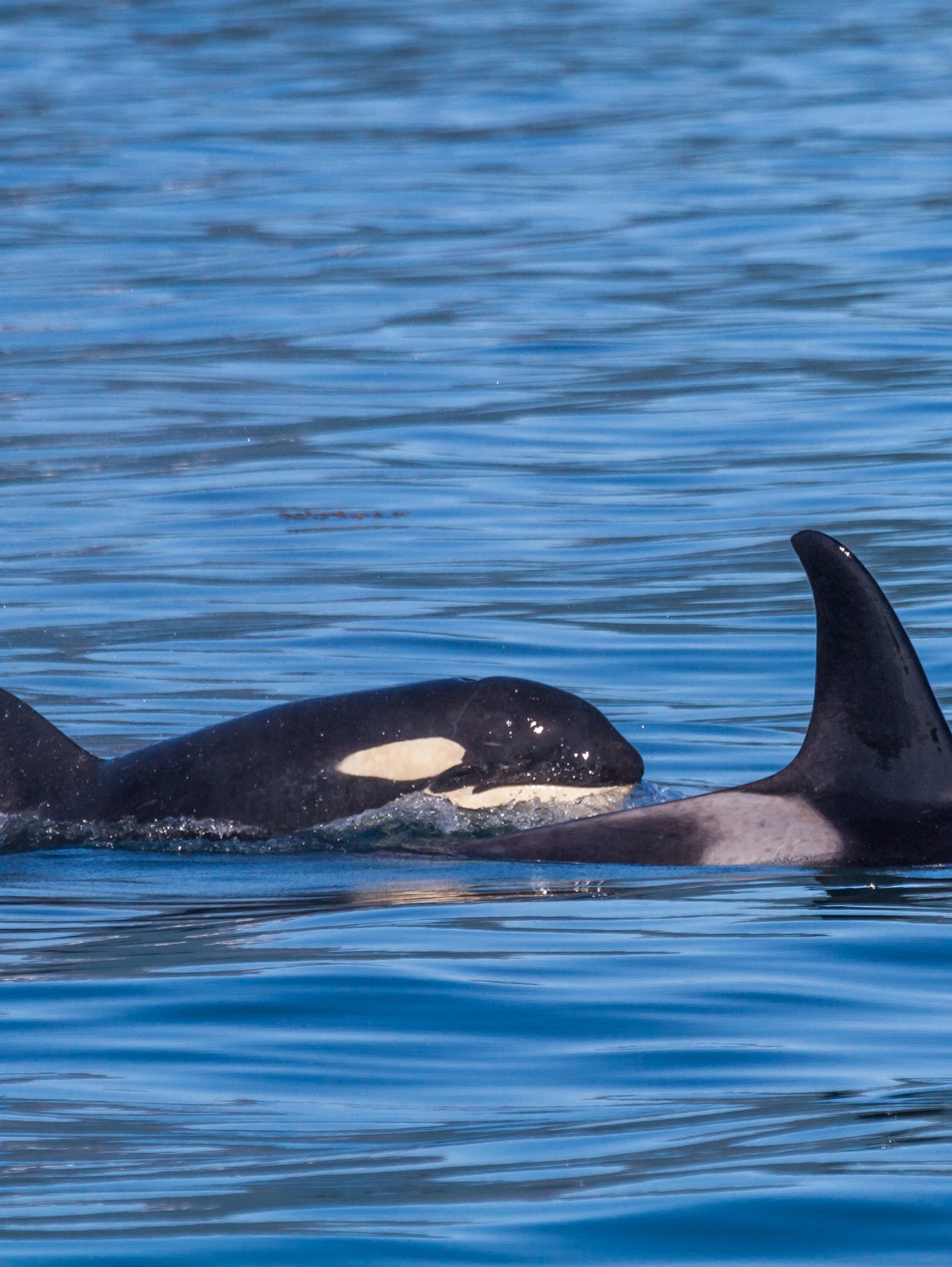 Laycie Schnekenburger