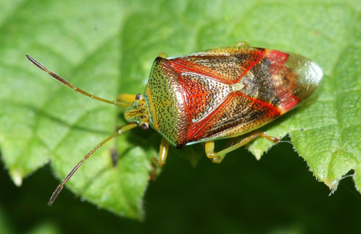 Shield bug on green leaf