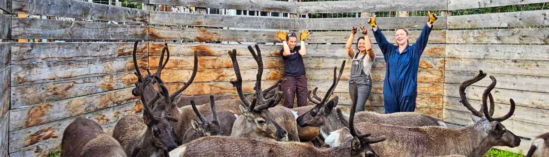 Vet med students working with reindeer