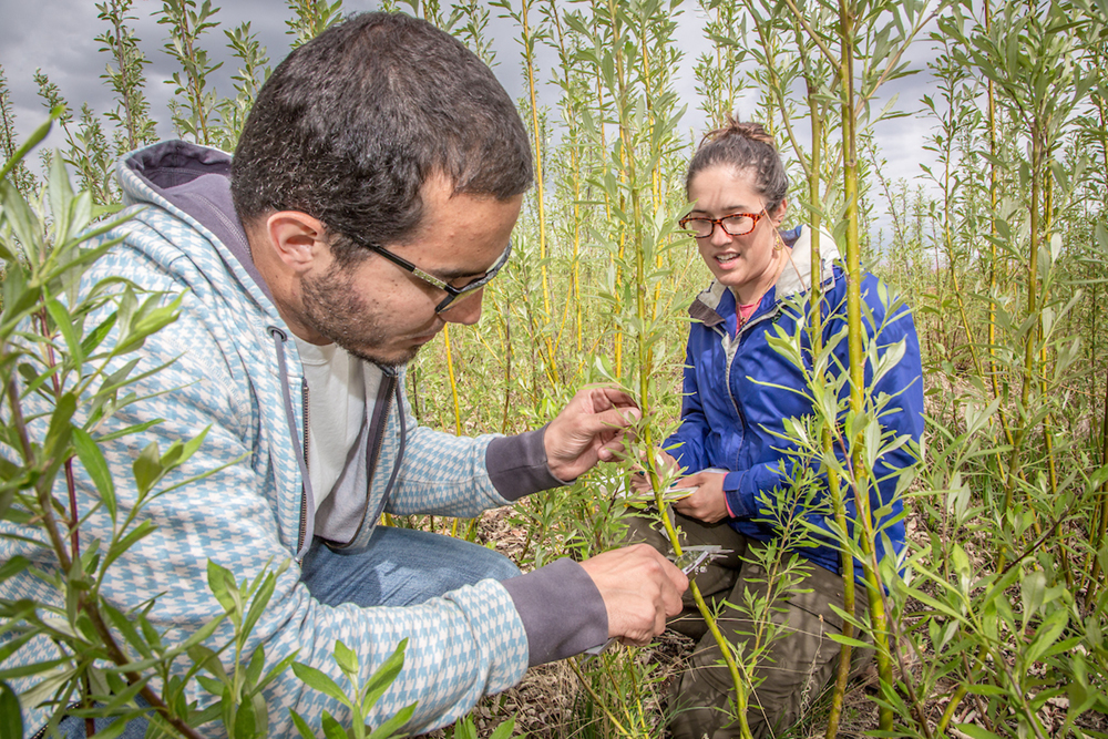 Henrique Goncalves, left, and Desneige Hallbert collect data on a group of willows in a plot under cultivation on UAF's experiment farm. Interns with the Alaska Center for Energy and Power, the two are helping to monitor the growth of native plant species for their potential use as biomass fuels. UAF Photo by Todd Paris
