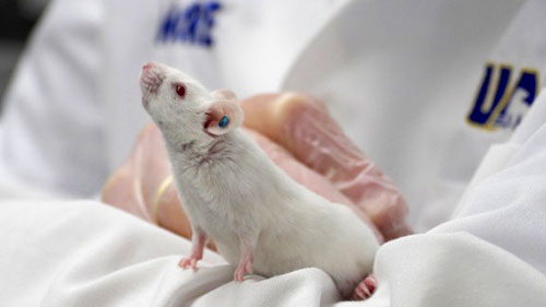 A mouse being held by a researcher