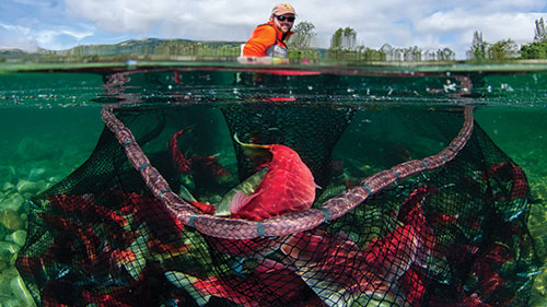 Salmon being caught in a net by a researcher