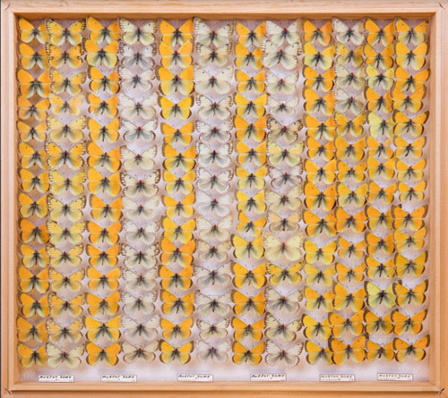 Yellow row and white row of butterflies