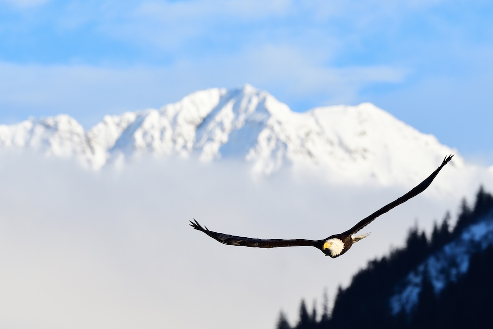 Eagle Snowy Mountain Bald eagle flying over snowy mountain in Alaska