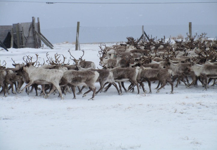 Corralling of Midnight Sun Reindeer Ranch reindeer owned/operated by HLRM graduates, Bruce and Ann Davis in March 2017.
