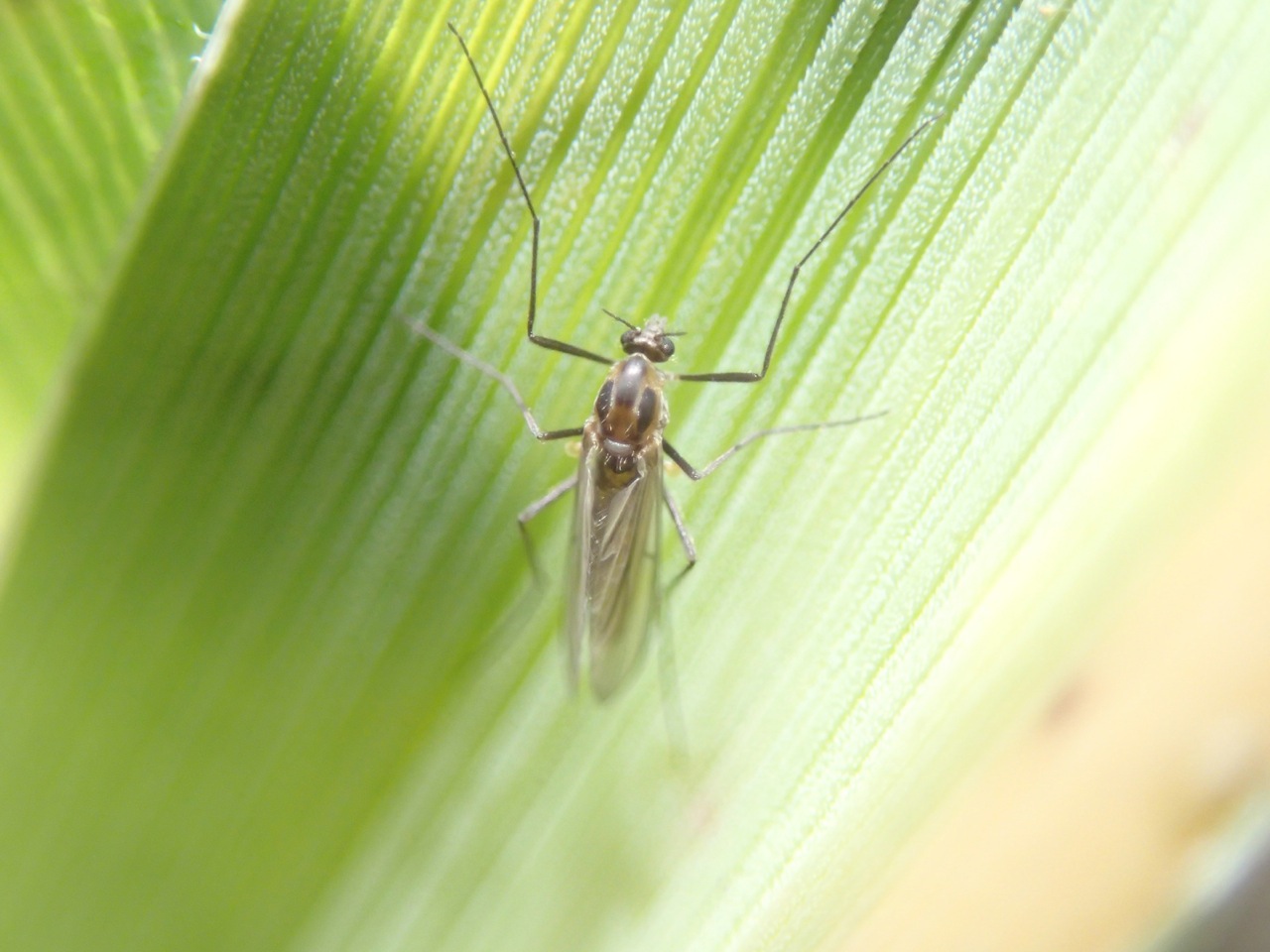 Museum lecture to explore life after Kasatochi Volcano eruption