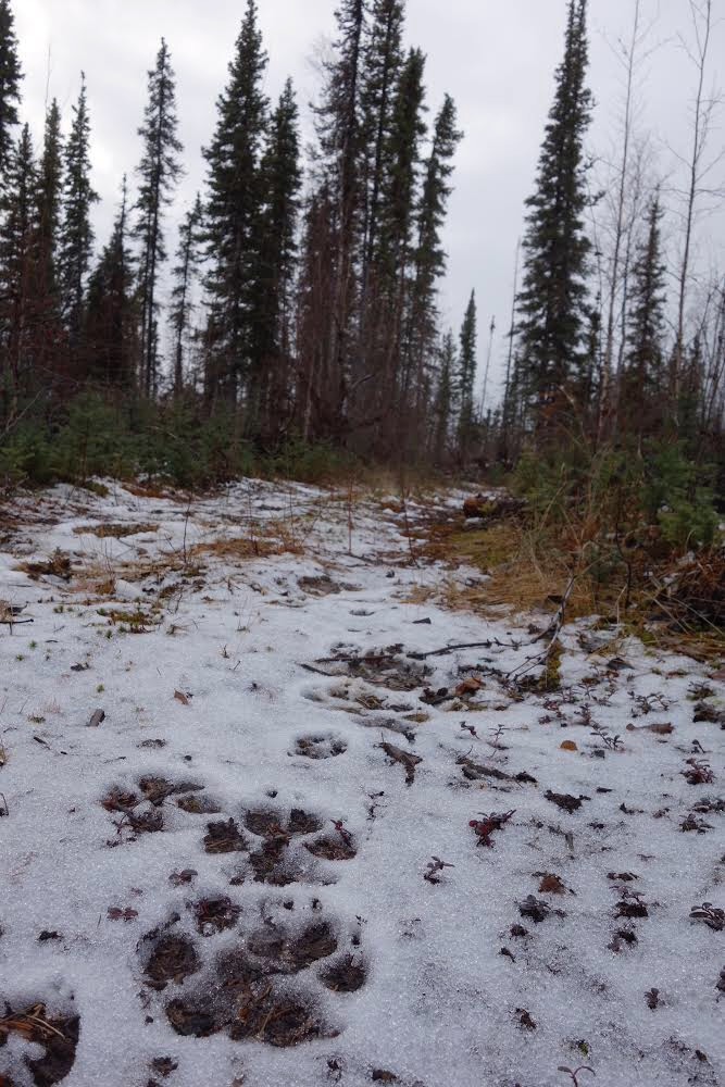 Wolves a defining part of Alaska landscape