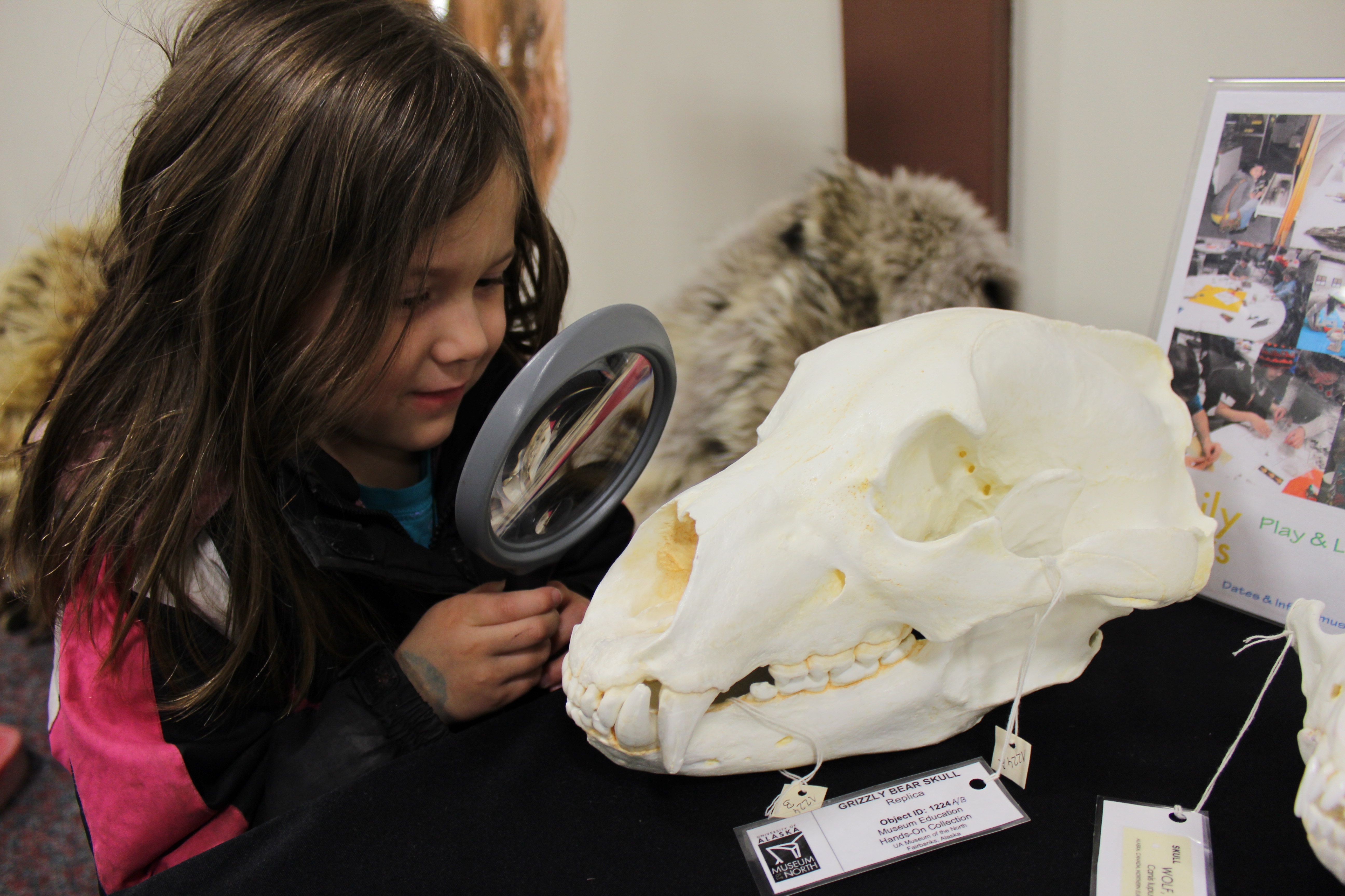 <i>Photo by Peggy Hetman</i><br>After-school volunteers can help bring museum specimens to local kids at the University of Alaska Museum of the North.