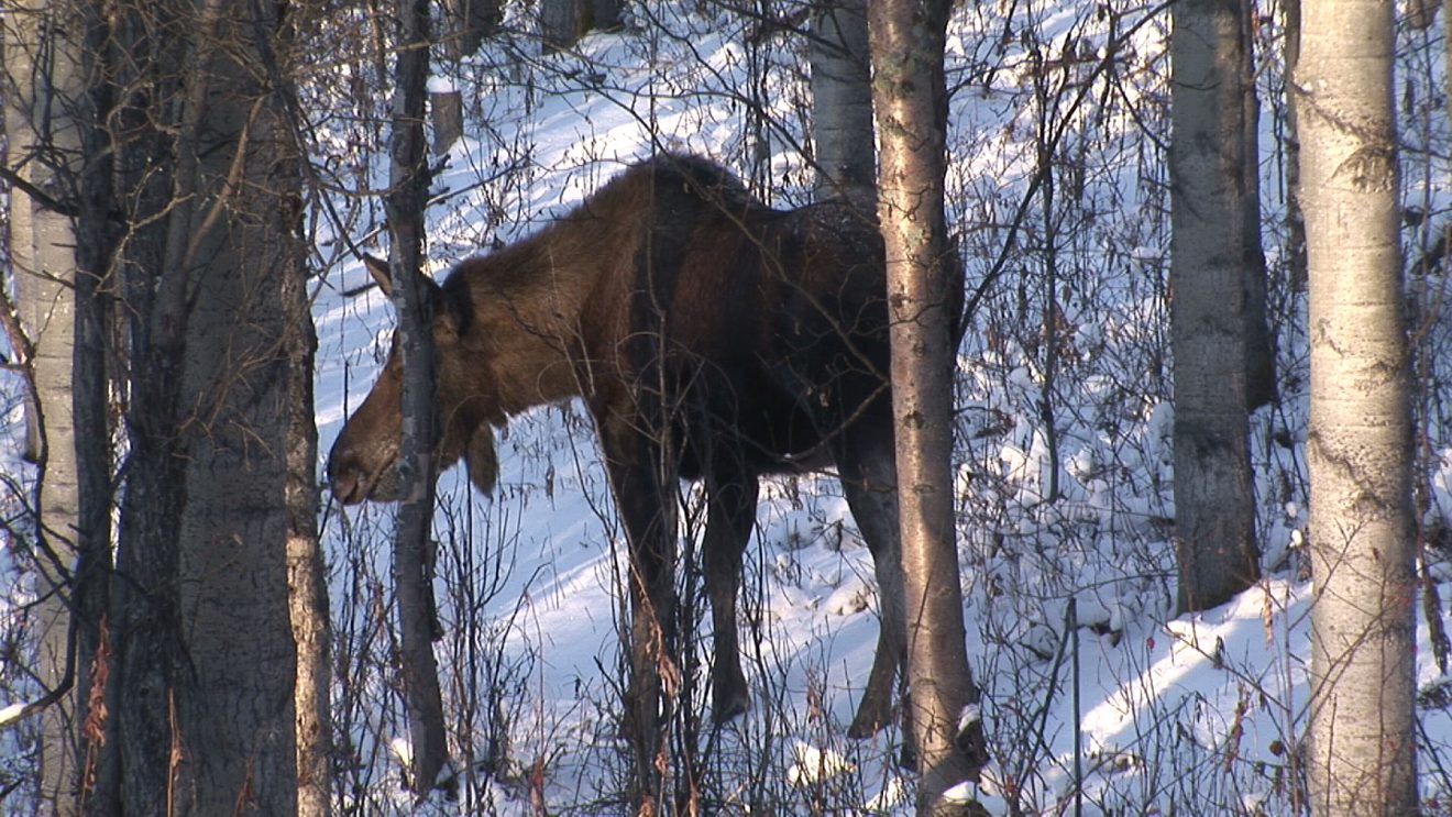 February programs at the museum explore moose