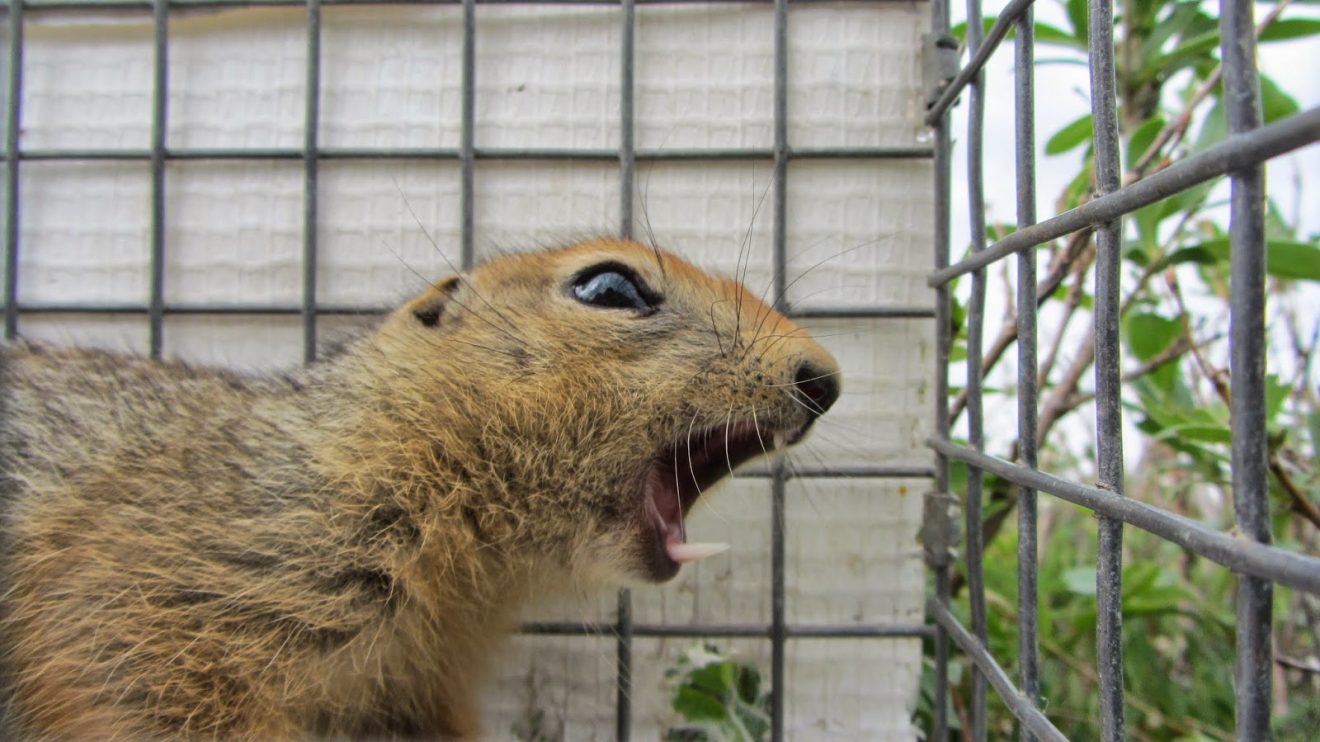 Arctic ground squirrels go to bed early