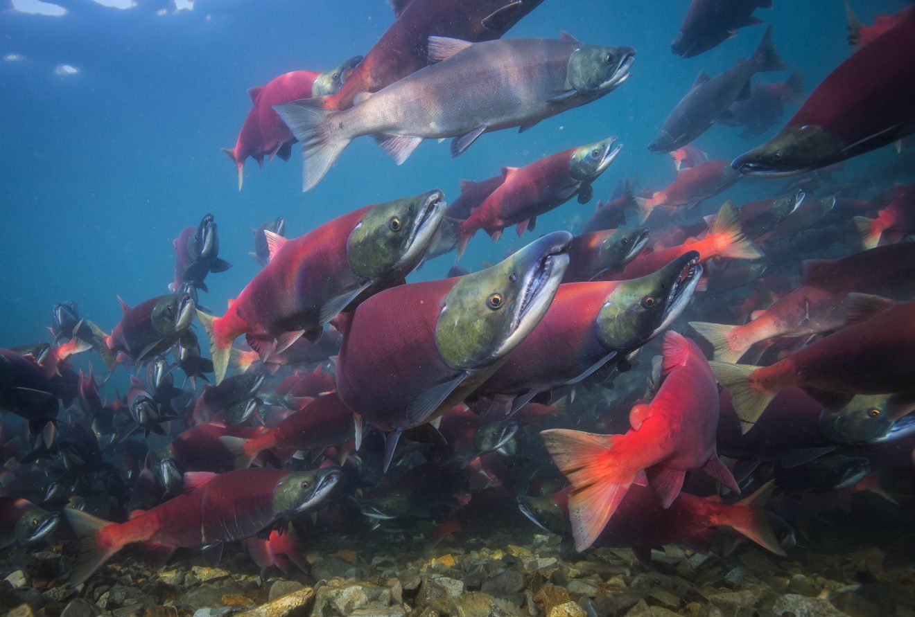 Collective movement studies may enhance salmon management