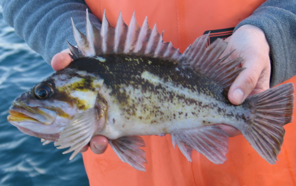 Alaska Sea Grant awards over $1 million for research