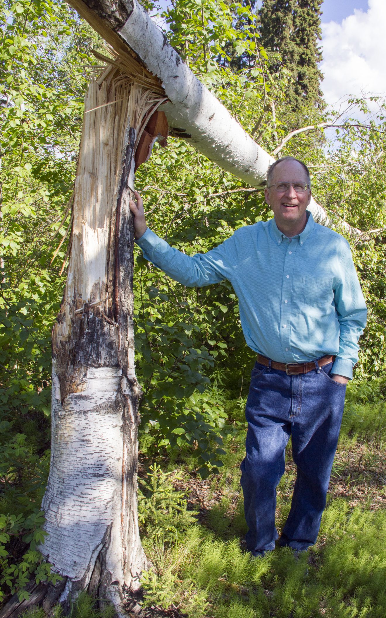 Jeff Fay photoDave Verbyla stands by a downed birch tree on the UAF campus. He is studying how freezing winter rain affects tree mortality, especially white spruce.