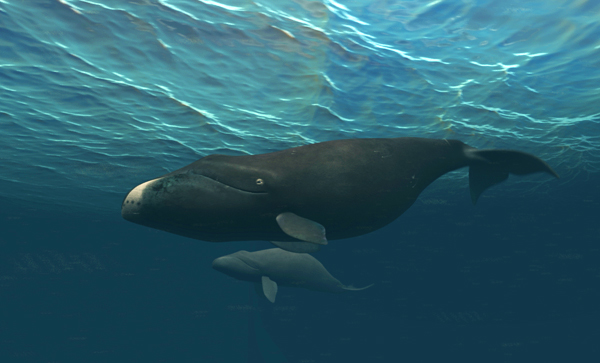 Learn about whales this month at the museum