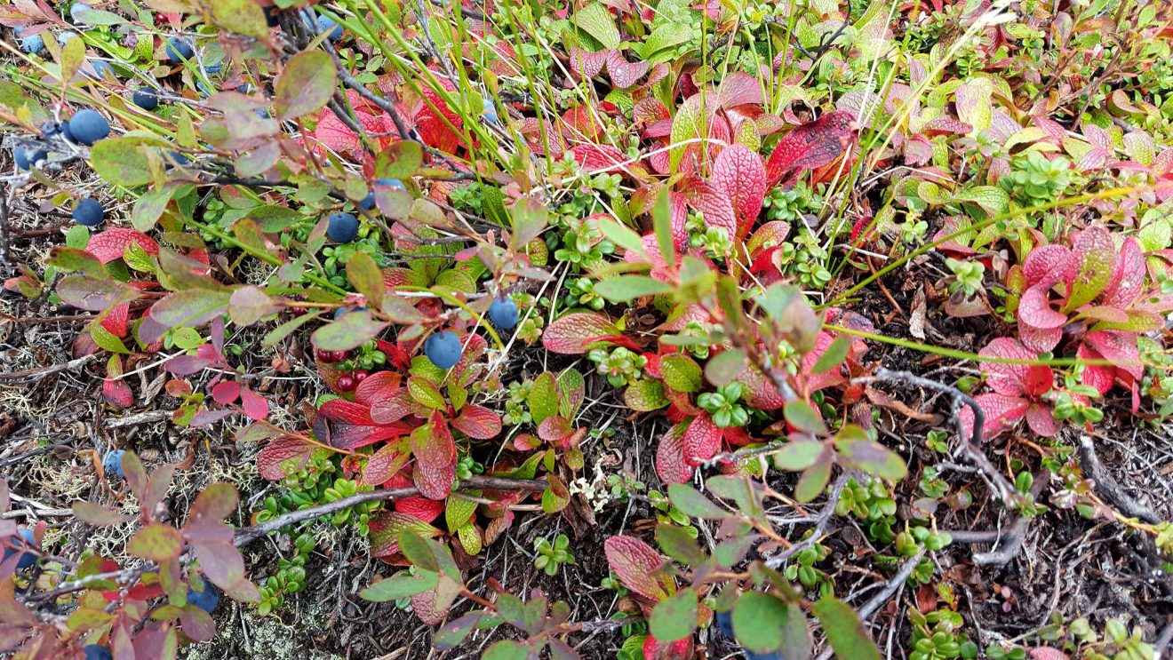 Explore berries at the museum in September