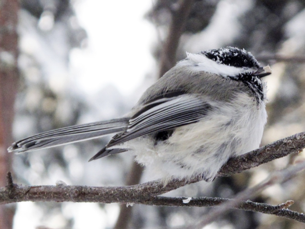 Alaska chickadees are brainy birds