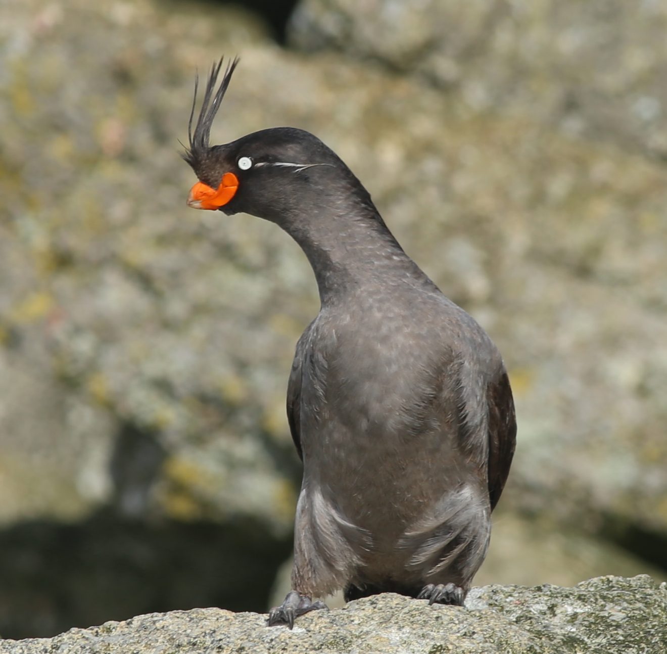 Bird feathers and the smell of tangerines