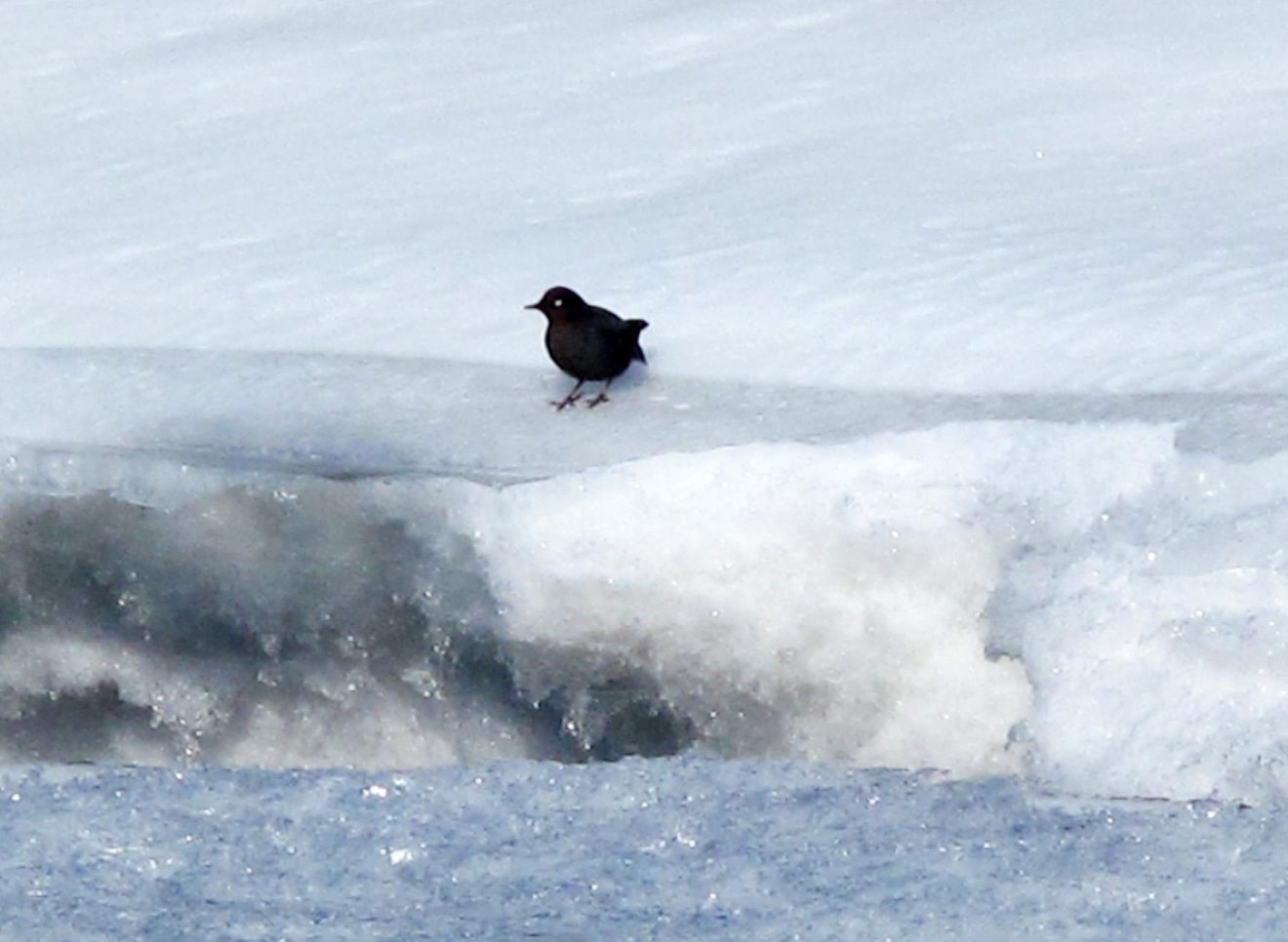 Dippers swim Alaska rivers throughout winter