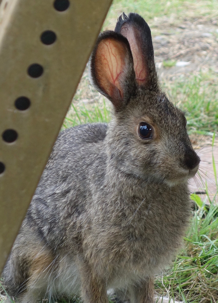Northern snowshoe hares eat lots of dirt