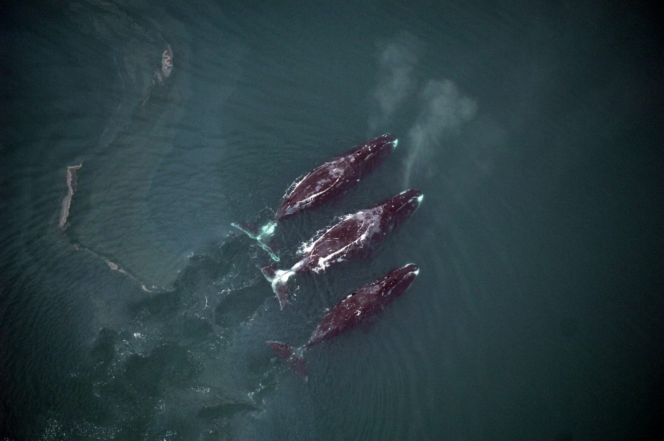 Bowhead whales
