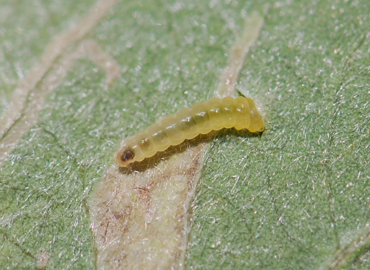 When moths turn away moose