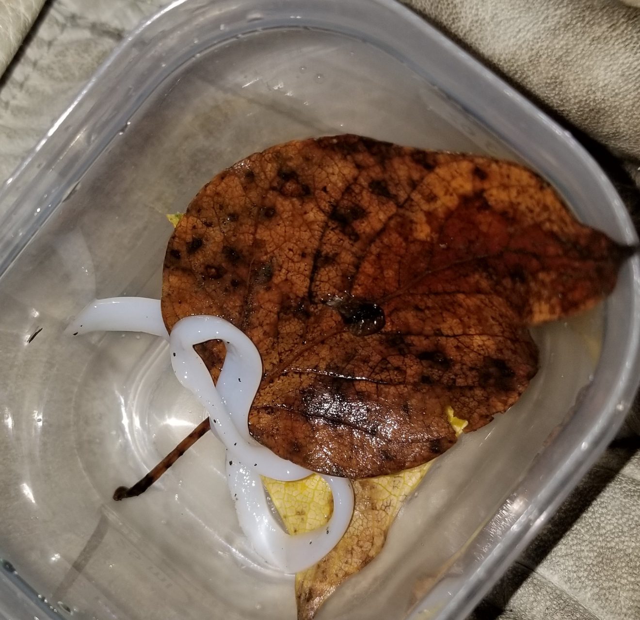 Mystery organism comes to light