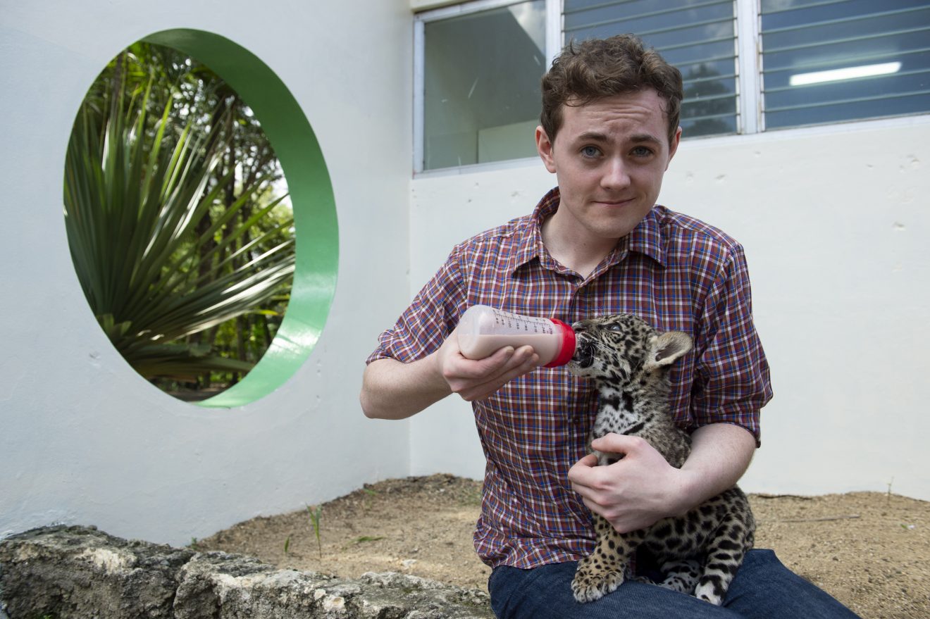 A two-month old jaguar cub (Panthera onca) named Teiku at Parque Zoological Nacional (the Santo Domingo Zoo), Dominican Republic.