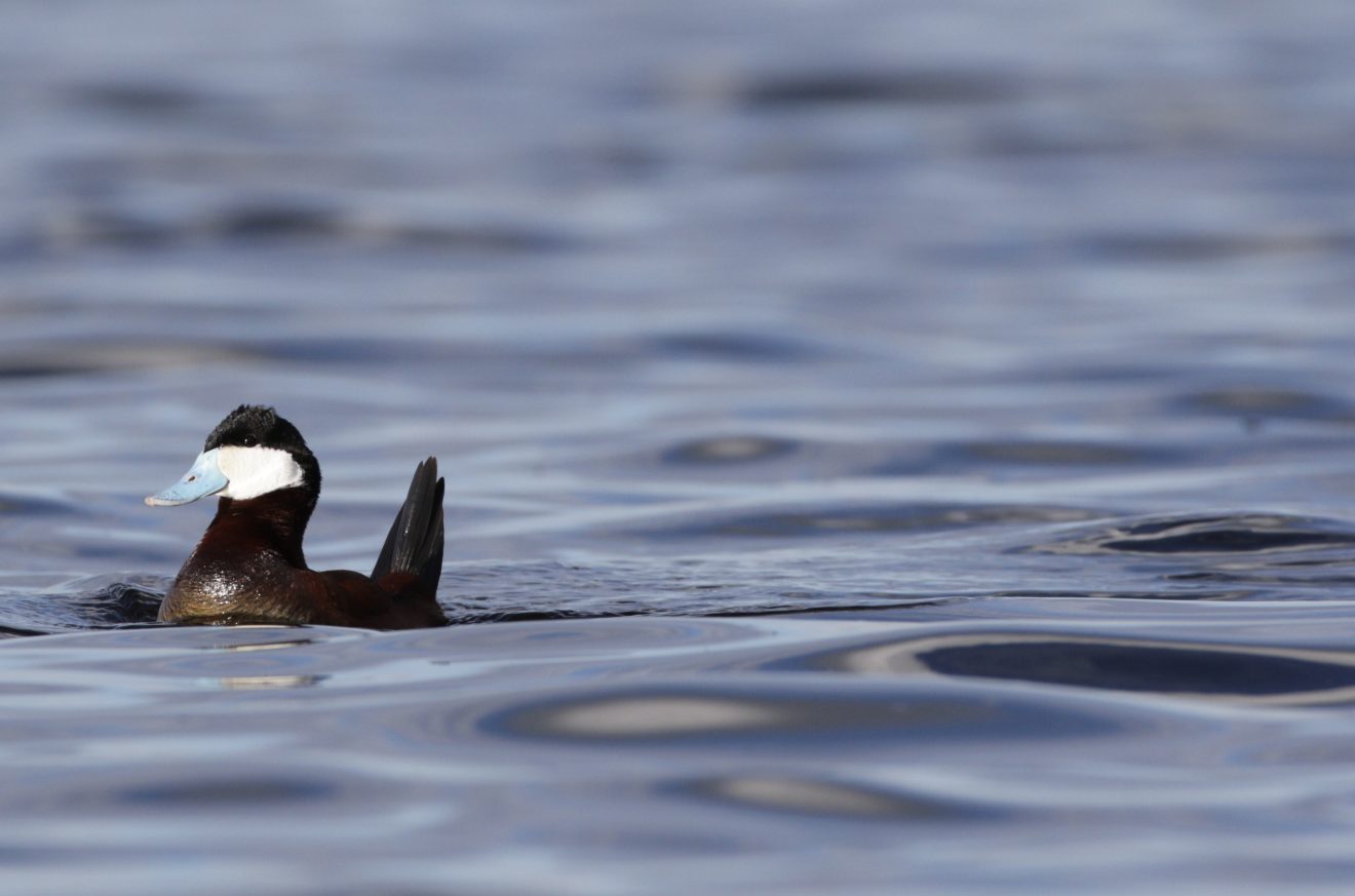 Ruddy ducks among many moving northward