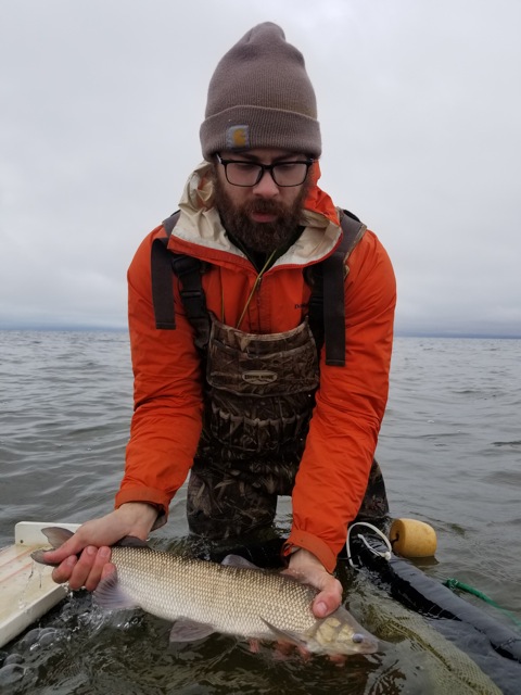 Researchers will discuss Beaufort Sea whitefish