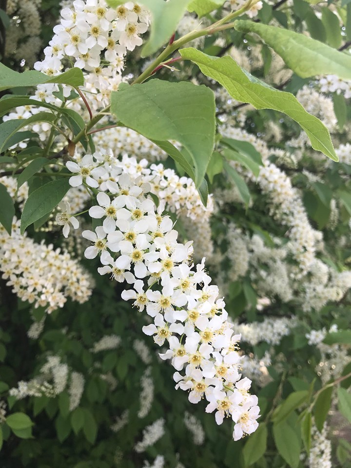 Presentation to cover invasive chokecherries
